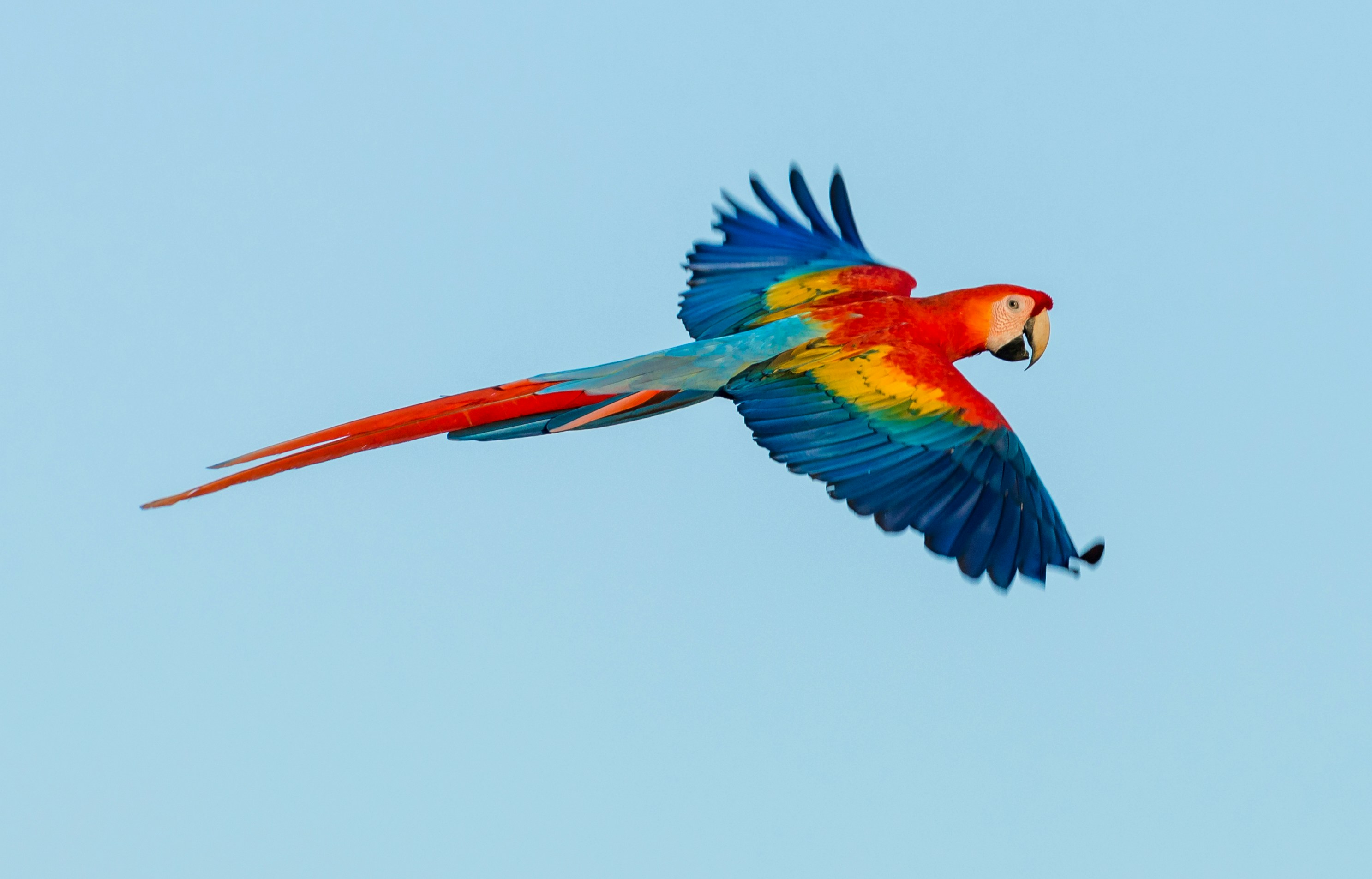A scarlet macaw in flight against a pale blue sky